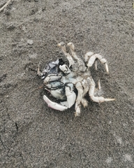 Pseudocorystes sicarius