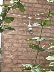 Mecynogea lemniscata