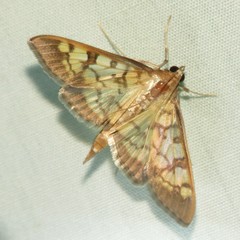 Mimorista subcostalis