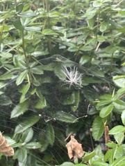 Mecynogea lemniscata