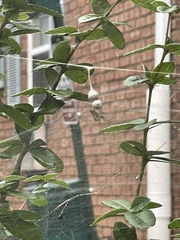 Mecynogea lemniscata