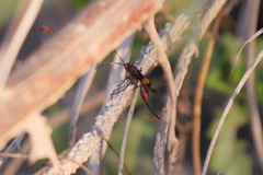 Compsocryptus melanostigma