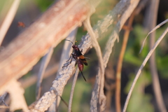 Compsocryptus melanostigma
