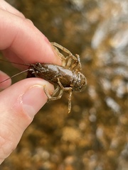 Cambarus polypilosus