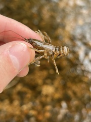 Cambarus polypilosus