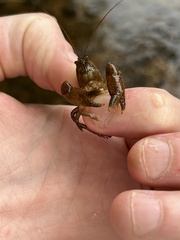 Cambarus polypilosus
