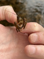 Cambarus polypilosus