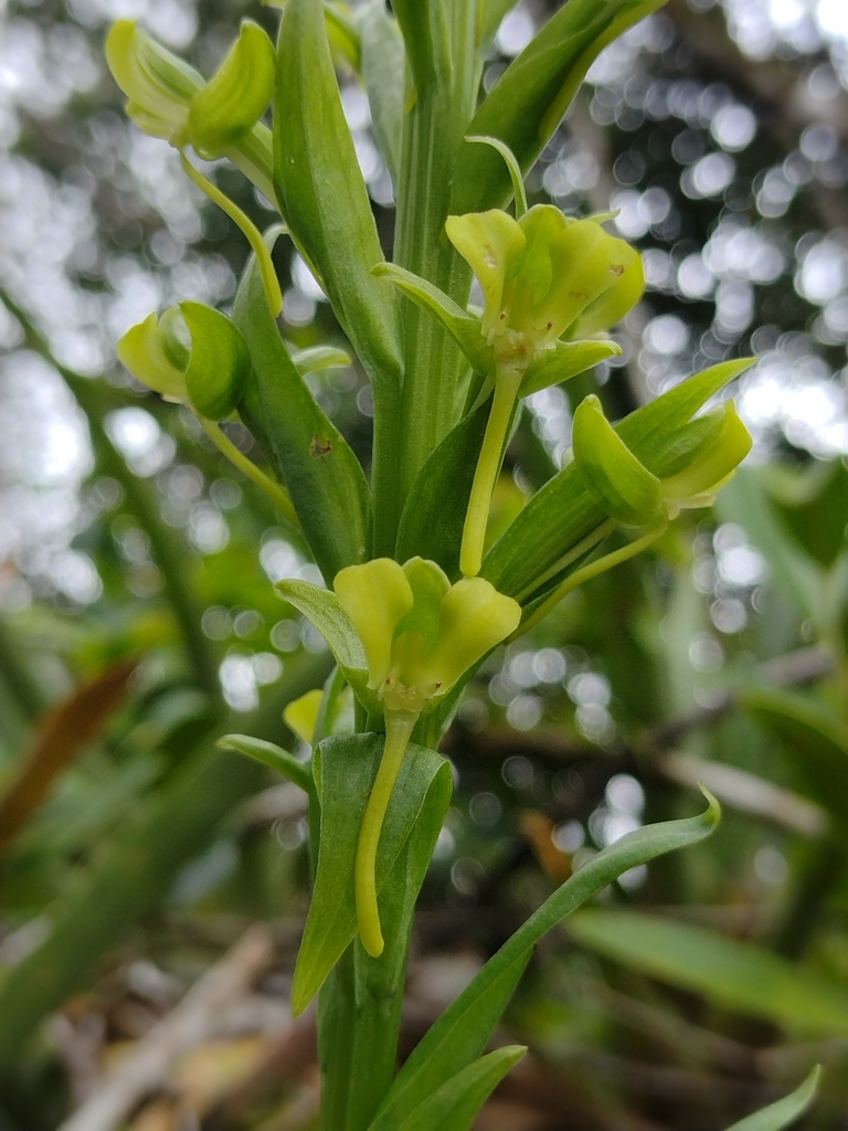 Habenaria petalodes