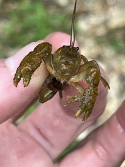 Cambarus polypilosus