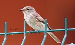 Muscicapa striata