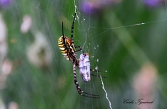 Argiope trifasciata