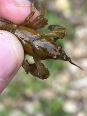 Cambarus polypilosus