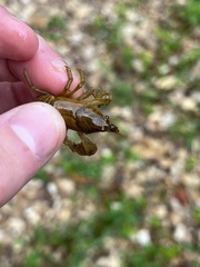 Cambarus polypilosus