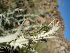 Heliothis viriplaca