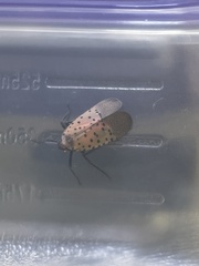 Lycorma delicatula