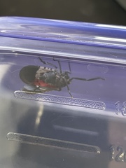 Lycorma delicatula