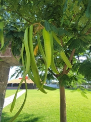 Fabaceae