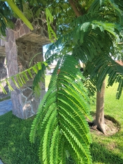 Fabaceae