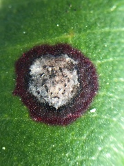 Mycosphaerella metrosideri