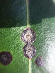 Mycosphaerella metrosideri