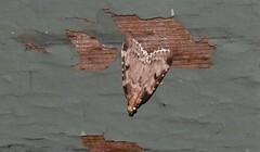 Aglossa costiferalis