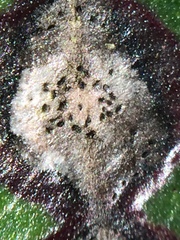 Mycosphaerella metrosideri