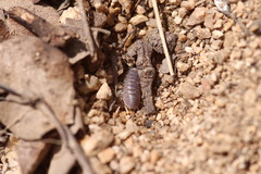 Venezillo arizonicus