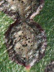 Mycosphaerella metrosideri