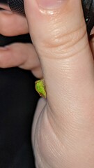 Stictocephala militaris