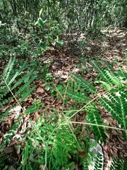 Zapoteca portoricensis