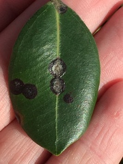 Mycosphaerella metrosideri