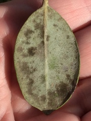 Mycosphaerella metrosideri