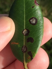 Mycosphaerella metrosideri