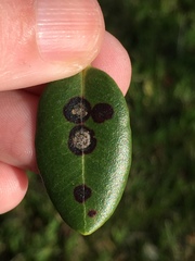 Mycosphaerella metrosideri