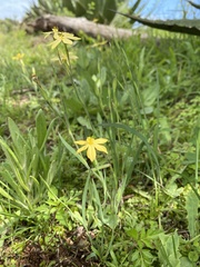 Sisyrinchium tolucense