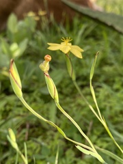 Sisyrinchium tolucense