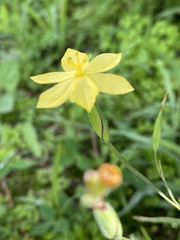 Sisyrinchium tolucense