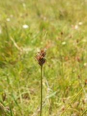 Carex athrostachya