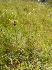 Carex athrostachya