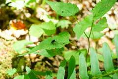Eurymycter