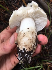 Tricholoma smithii