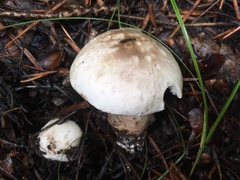 Tricholoma smithii