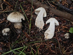 Tricholoma smithii