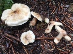Tricholoma smithii