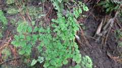 Adiantum andicola