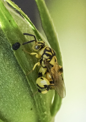 Conura amoena