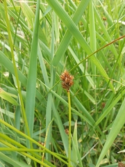 Carex microptera