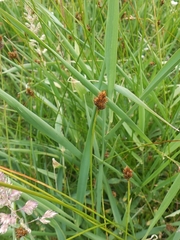 Carex microptera