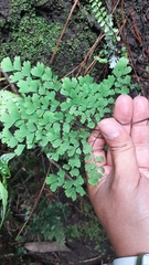 Adiantum andicola