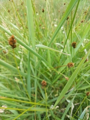 Carex microptera